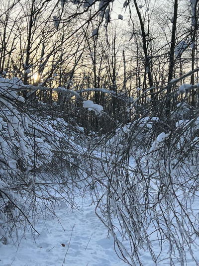 The Great Week Of Trail Clearing